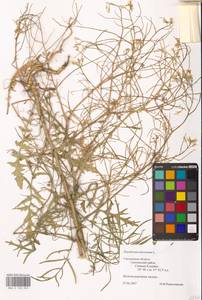 Sisymbrium altissimum L., Eastern Europe, Western region (E3) (Russia)
