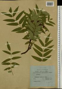 Sorbus aucuparia subsp. glabrata (Wimm. & Grab.) Hedl., Siberia, Yakutia (S5) (Russia)