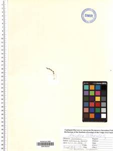 SMR002018, Atriplex littoralis L., Middle Asia, Caspian Ustyurt & Northern Aralia (M8) (Kazakhstan)