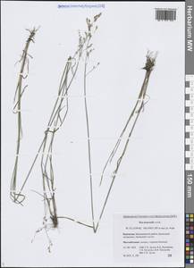 Poa nemoralis L., Siberia, Chukotka & Kamchatka (S7) (Russia)