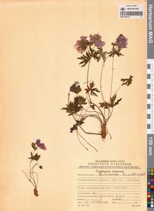 Geranium erianthum DC., Siberia, Chukotka & Kamchatka (S7) (Russia)