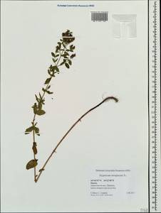 Hypericum tetrapterum, Crimea (KRYM) (Russia)