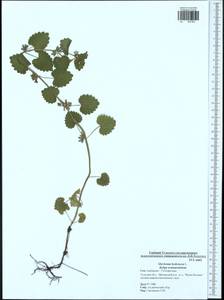 Glechoma hederacea L., Eastern Europe, Central region (E4) (Russia)