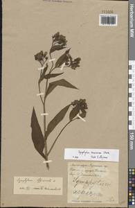 Symphytum tanaicense Steven, Eastern Europe, North Ukrainian region (E11) (Ukraine)