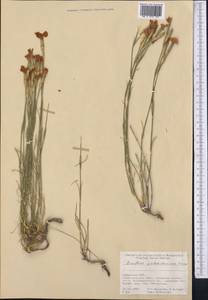 Dianthus uzbekistanicus Lincz., Middle Asia, Pamir & Pamiro-Alai (M2) (Uzbekistan)
