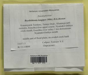 Bryobrittonia longipes (Mitt.) D.G. Horton, Bryophytes, Bryophytes - Krasnoyarsk Krai, Tyva & Khakassia (B17) (Russia)