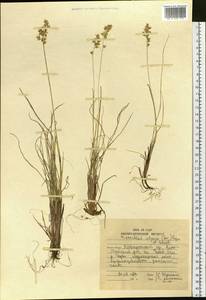 Anthoxanthum monticola (Bigelow) Veldkamp, Siberia, Russian Far East (S6) (Russia)