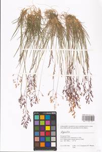 Agrostis, Siberia, Western Siberia (S1) (Russia)