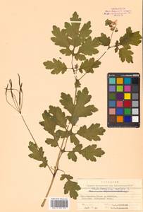 Chelidonium majus L., Siberia, Russian Far East (S6) (Russia)