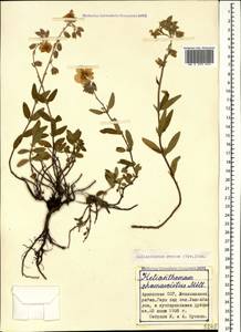 Helianthemum ovatum (Viv.) Dunal, Caucasus, Armenia (K5) (Armenia)