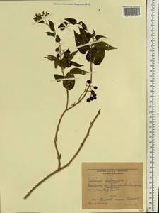 Solanum dulcamara L., Eastern Europe, South Ukrainian region (E12) (Ukraine)