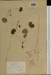 Micranthes nelsoniana subsp. aestivalis (Fisch. & C. A. Mey.) Elven & D. F. Murray, Siberia, Yakutia (S5) (Russia)