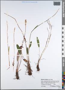 Bistorta vivipara (L.) Delarbre, Siberia, Yakutia (S5) (Russia)