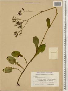 Lactuca racemosa Willd., Caucasus, North Ossetia, Ingushetia & Chechnya (K1c) (Russia)