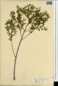 Spiraea flexuosa Fisch. ex Cambess., Mongolia (MONG) (Mongolia)