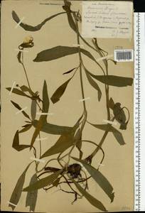 Ranunculus lingua L., Eastern Europe, Central forest region (E5) (Russia)