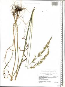 Arrhenatherum elatius (L.) P.Beauv. ex J.Presl & C.Presl., Caucasus, Krasnodar Krai & Adygea (K1a) (Russia)