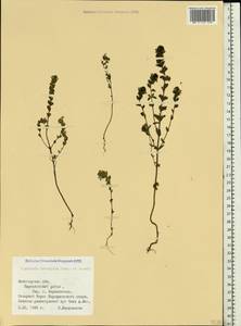 Euphrasia ×vernalis List, Eastern Europe, Northern region (E1) (Russia)