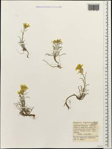 Erysimum meyerianum (Rupr.) N. Busch, Caucasus, Stavropol Krai, Karachay-Cherkessia & Kabardino-Balkaria (K1b) (Russia)