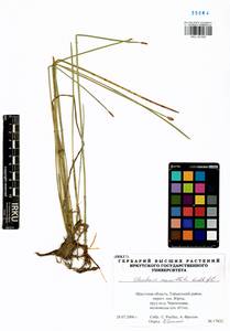 Eleocharis mamillata (H.Lindb.) H.Lindb., Siberia, Baikal & Transbaikal region (S4) (Russia)