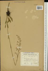 Silene chlorantha (Willd.) Ehrh., Eastern Europe, North Ukrainian region (E11) (Ukraine)