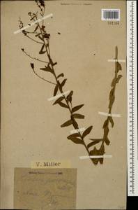 Linaria genistifolia (L.) Mill., Caucasus, Black Sea Shore (from Novorossiysk to Adler) (K3) (Russia)