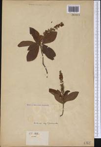 Clethra, America (AMER) (Not classified)