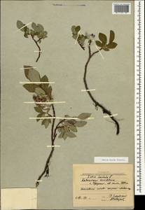 Salix apoda Trautv., Caucasus, Krasnodar Krai & Adygea (K1a) (Russia)