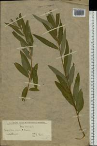 Salix viminalis L., Eastern Europe, Lower Volga region (E9) (Russia)