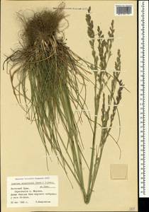 Festuca orientalis (Boiss.) B.Fedtsch., Crimea (KRYM) (Russia)