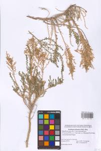 Kalidium foliatum (Pall.) Moq., Eastern Europe, Eastern region (E10) (Russia)