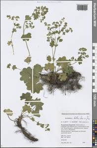 Alchemilla baltica Sam. ex Juz., Siberia, Baikal & Transbaikal region (S4) (Russia)