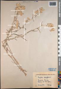 Anaphalis racemifera Franch., Middle Asia, Western Tian Shan & Karatau (M3) (Kazakhstan)