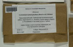 Cyrtomnium hymenophylloides (Huebener) T.J. Kop., Bryophytes, Bryophytes - Krasnoyarsk Krai, Tyva & Khakassia (B17) (Russia)