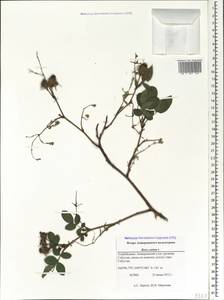 Rosa canina L., Caucasus, Azerbaijan (K6) (Azerbaijan)