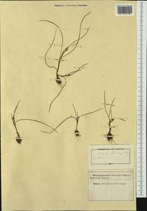 Romulea columnae Sebast. & Mauri, Western Europe (EUR) (Not classified)