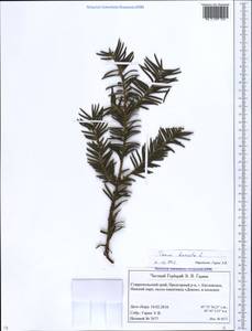 Taxus baccata L., Caucasus, Stavropol Krai, Karachay-Cherkessia & Kabardino-Balkaria (K1b) (Russia)