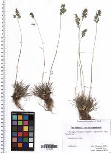 Poa bulbosa L., Eastern Europe, Middle Volga region (E8) (Russia)