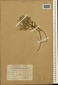 Astragalus dolichophyllus Pall., Caucasus, Stavropol Krai, Karachay-Cherkessia & Kabardino-Balkaria (K1b) (Russia)