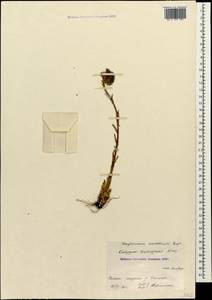 Sempervivum caucasicum Rupr. ex Boiss., Caucasus, Stavropol Krai, Karachay-Cherkessia & Kabardino-Balkaria (K1b) (Russia)