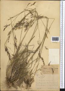 Piptatherum songaricum (Trin. & Rupr.) Roshev., Middle Asia, Western Tian Shan & Karatau (M3) (Uzbekistan)