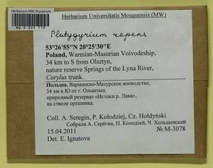 Platygyrium repens (Brid.) Schimp., Bryophytes, Bryophytes - Western Europe (BEu) (Poland)