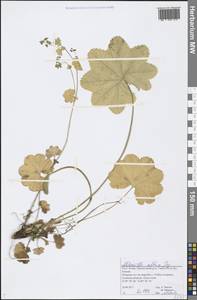 Alchemilla altaica Juz., Eastern Europe, Northern region (E1) (Russia)