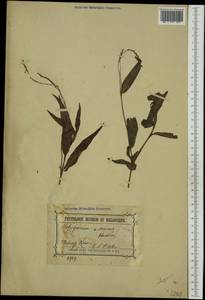 Persicaria minor (Huds.) Opiz, Australia & Oceania (AUSTR) (Australia)