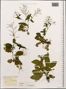 Rorippa indica (L.) Hiern, Caucasus, Georgia (K4) (Georgia)