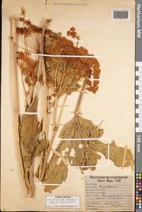 Tetrataenium olgae (Regel & Schmalh.) Manden., Middle Asia, Western Tian Shan & Karatau (M3) (Kyrgyzstan)