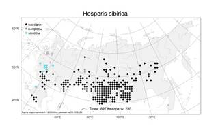 Hesperis sibirica L., Atlas of the Russian Flora (FLORUS) (Russia)