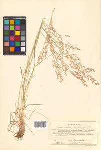 Deschampsia cespitosa subsp. cespitosa, Siberia, Chukotka & Kamchatka (S7) (Russia)