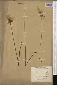 Lobelia dortmanna L., Eastern Europe, North-Western region (E2) (Russia)