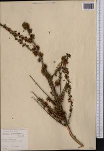 Prunus prostrata var. concolor (Boiss.) Lipsky, Middle Asia, Northern & Central Tian Shan (M4) (Kyrgyzstan)